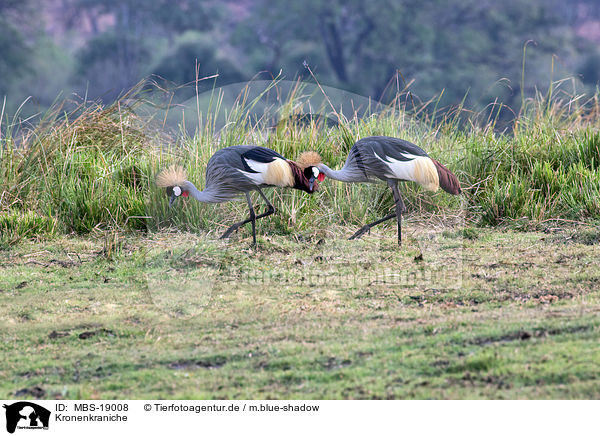 Kronenkraniche / crowned cranes / MBS-19008