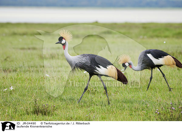 laufende Kronenkraniche / walking Crowned Cranes / JR-04490