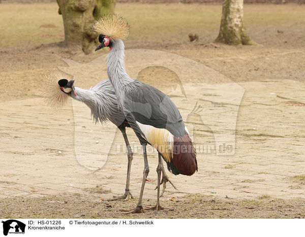 Kronenkraniche / Crowned Cranes / HS-01226
