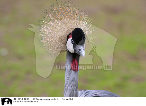Kronenkranich Portrait / Crowned Crane portrait / HS-01239