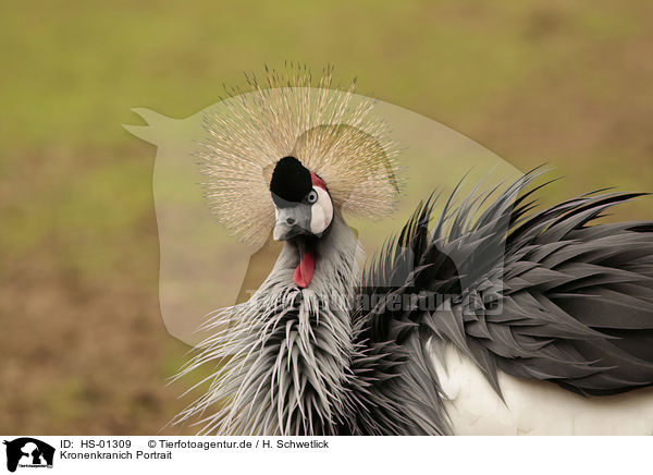 Kronenkranich Portrait / Crowned Crane portrait / HS-01309