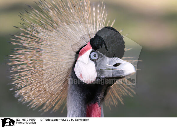 Kronenkranich / crowned crane / HS-01659