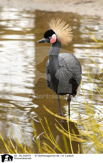 Kronenkranich / crowned crane / HL-02674