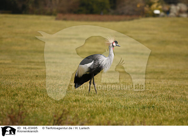 Kronenkranich / crowned crane / HL-03495