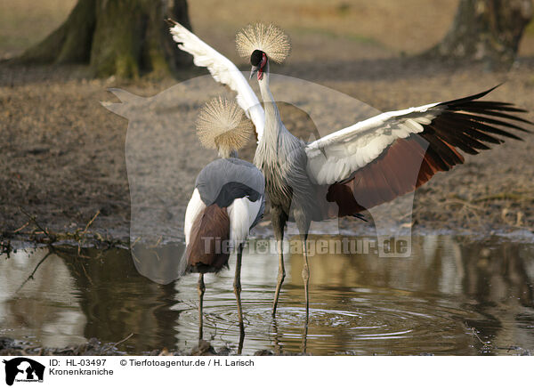 Kronenkraniche / crowned cranes / HL-03497