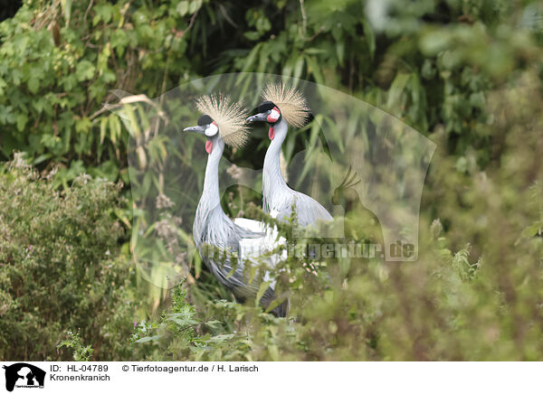 Kronenkranich / crowned crane / HL-04789