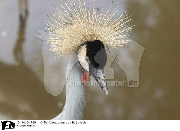 Kronenkranich / crowned crane / HL-04799