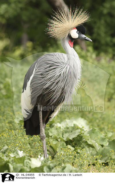 Kronenkranich / crowned crane / HL-04855