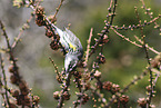 Kronenwaldsnger