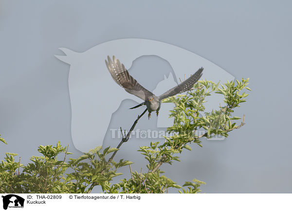 Kuckuck / common cuckoo / THA-02809