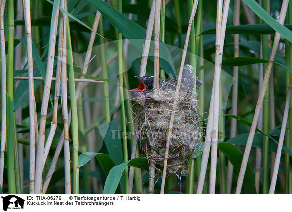 Kuckuck im Nest des Teichrohrsngers / common cuckoo in nest of eurasian reed warbler / THA-06279