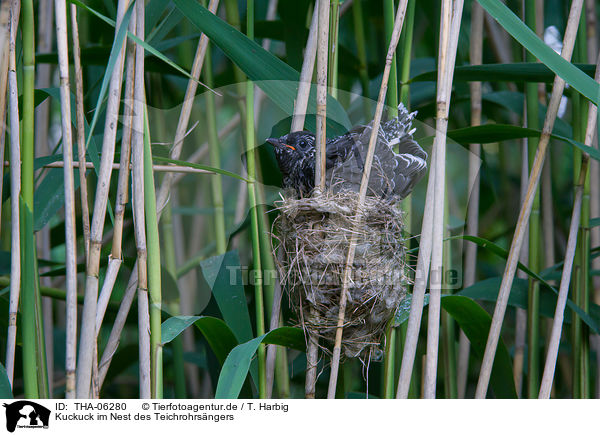 Kuckuck im Nest des Teichrohrsngers / THA-06280