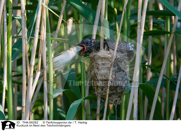 Kuckuck im Nest des Teichrohrsngers / THA-06282