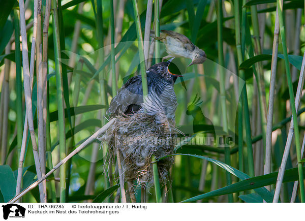 Kuckuck im Nest des Teichrohrsngers / THA-06285