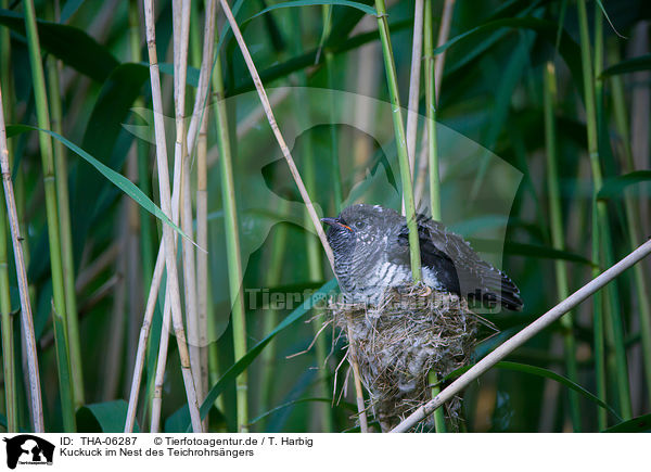 Kuckuck im Nest des Teichrohrsngers / common cuckoo in nest of eurasian reed warbler / THA-06287