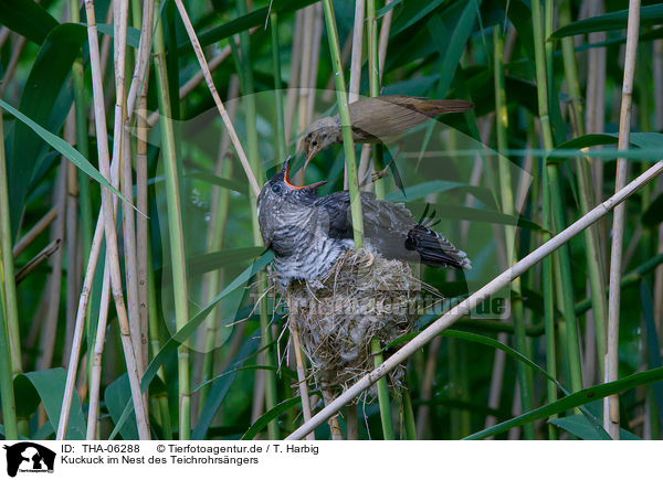 Kuckuck im Nest des Teichrohrsngers / common cuckoo in nest of eurasian reed warbler / THA-06288