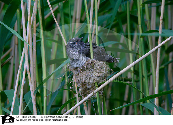 Kuckuck im Nest des Teichrohrsngers / THA-06289