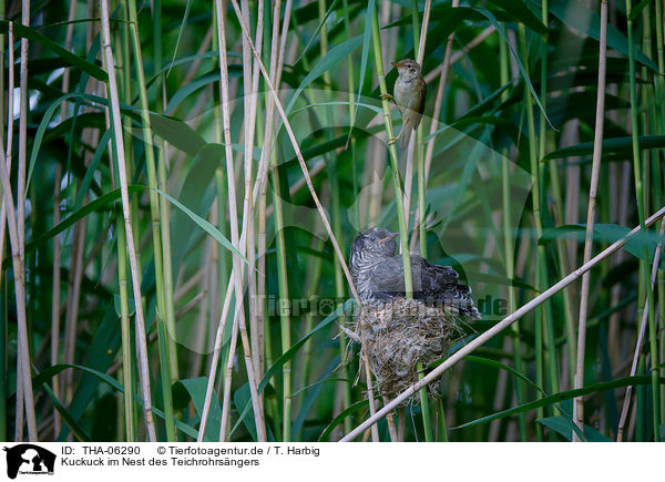 Kuckuck im Nest des Teichrohrsngers / common cuckoo in nest of eurasian reed warbler / THA-06290