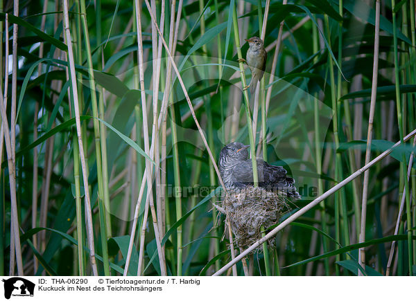 Kuckuck im Nest des Teichrohrsngers / THA-06290