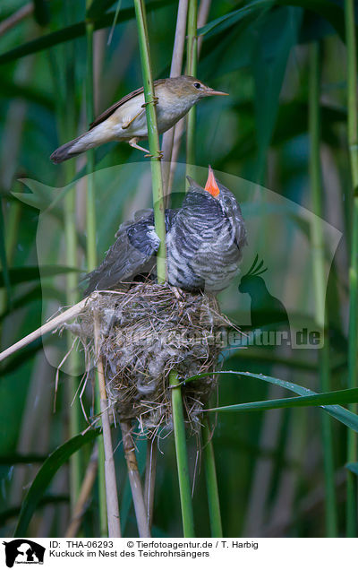 Kuckuck im Nest des Teichrohrsngers / THA-06293