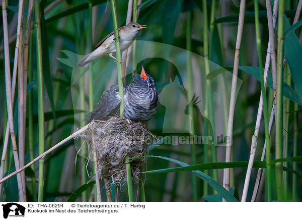 Kuckuck im Nest des Teichrohrsngers / THA-06294