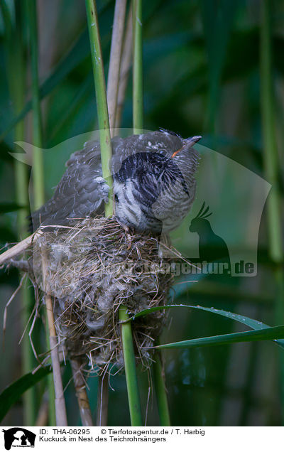 Kuckuck im Nest des Teichrohrsngers / THA-06295