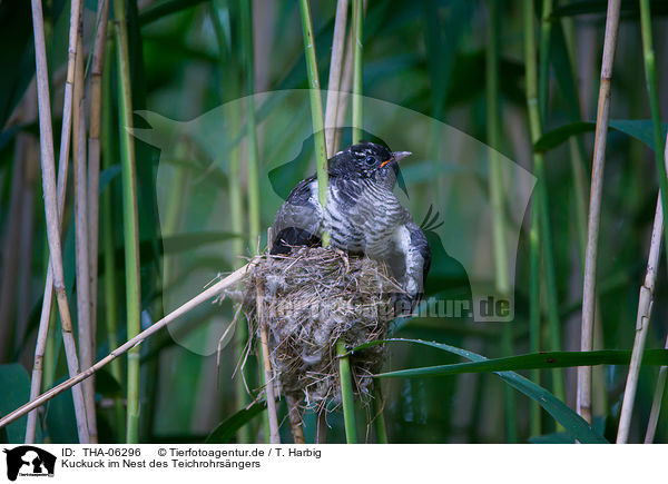 Kuckuck im Nest des Teichrohrsngers / common cuckoo in nest of eurasian reed warbler / THA-06296