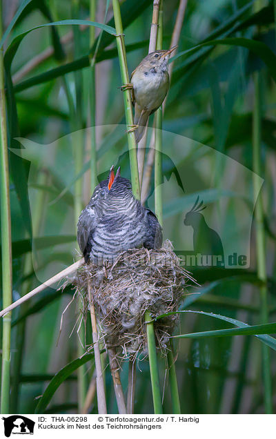 Kuckuck im Nest des Teichrohrsngers / common cuckoo in nest of eurasian reed warbler / THA-06298