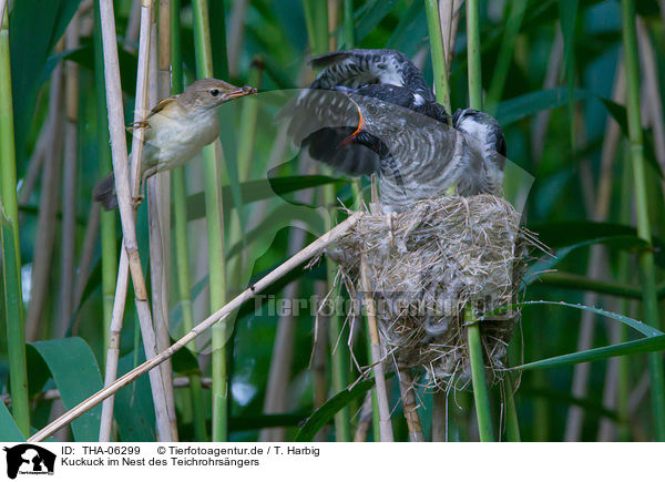 Kuckuck im Nest des Teichrohrsngers / common cuckoo in nest of eurasian reed warbler / THA-06299