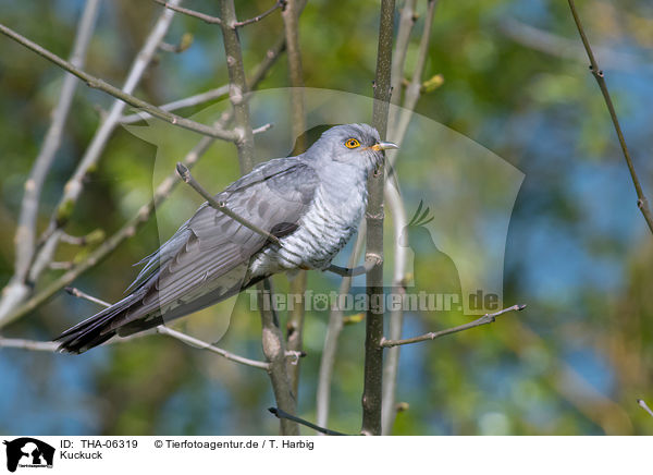 Kuckuck / common cuckoo / THA-06319