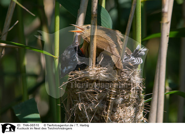 Kuckuck im Nest des Teichrohrsngers / common cuckoo in nest of eurasian reed warbler / THA-06510