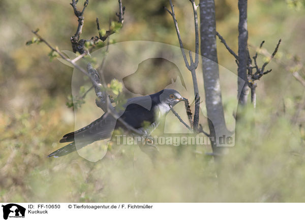 Kuckuck / common cuckoo / FF-10650