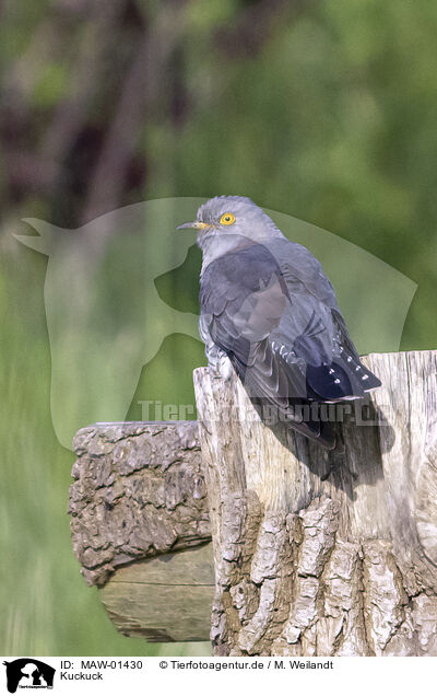 Kuckuck / MAW-01430