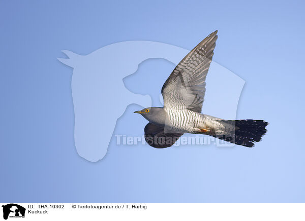 Kuckuck / THA-10302