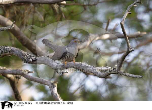 Kuckuck / THA-10322