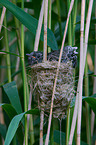 Kuckuck im Nest des Teichrohrsngers