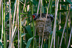 Kuckuck im Nest des Teichrohrsngers