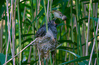 Kuckuck im Nest des Teichrohrsngers