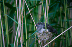 Kuckuck im Nest des Teichrohrsängers
