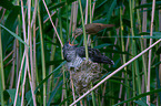 Kuckuck im Nest des Teichrohrsngers