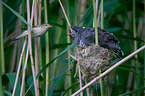 Kuckuck im Nest des Teichrohrsngers