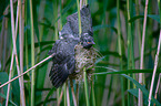 Kuckuck im Nest des Teichrohrsngers