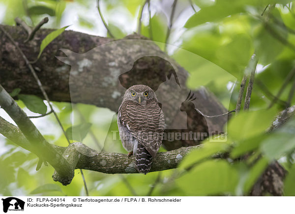 Kuckucks-Sperlingskauz / Asian barred owlet / FLPA-04014