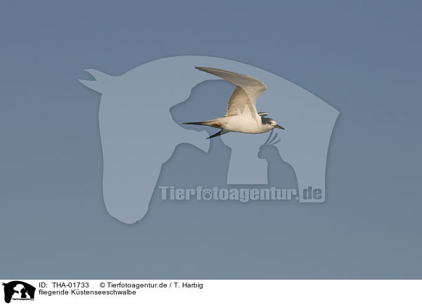 fliegende Kstenseeschwalbe / THA-01733