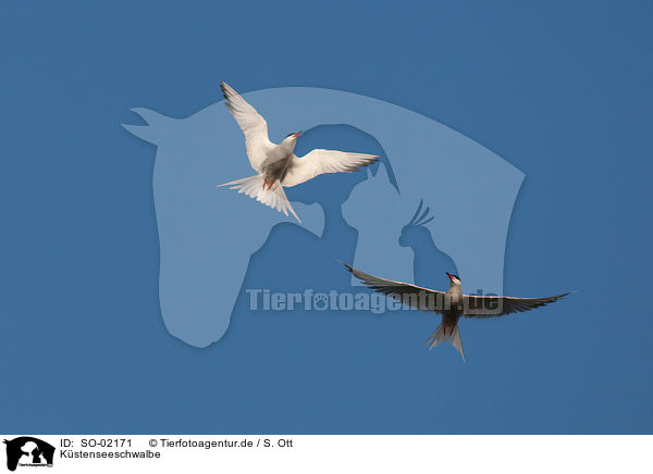 Kstenseeschwalbe / Arctic tern / SO-02171