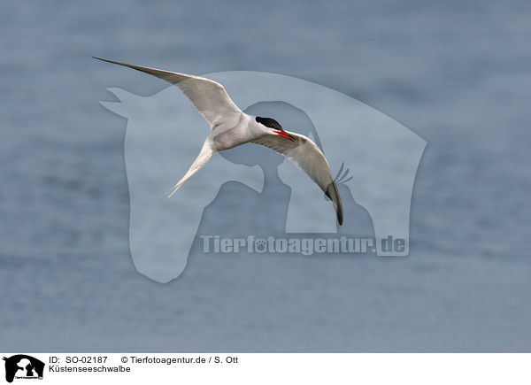 Kstenseeschwalbe / Arctic tern / SO-02187