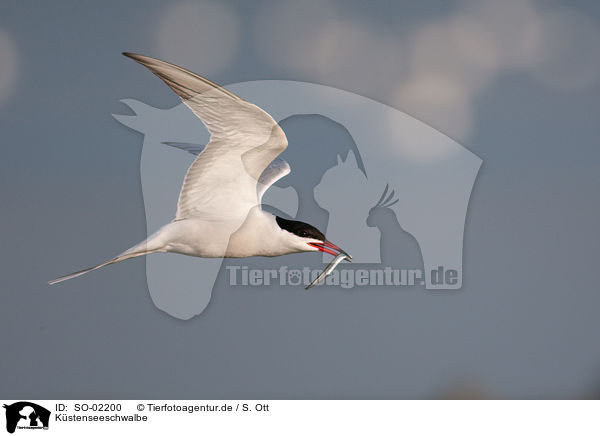 Kstenseeschwalbe / Arctic tern / SO-02200