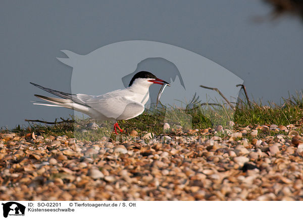 Kstenseeschwalbe / Arctic tern / SO-02201