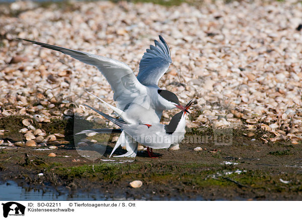 Kstenseeschwalbe / Arctic tern / SO-02211