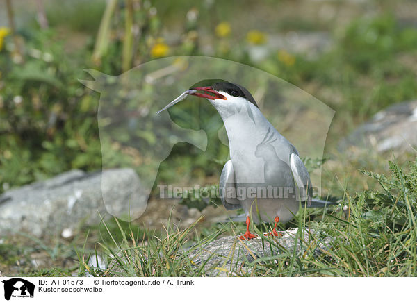 Kstenseeschwalbe / Arctic tern / AT-01573